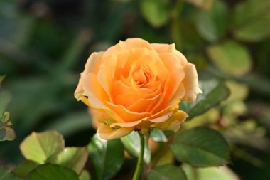 Bahçede güzel bir gül