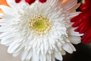 Güzel Gerbera çiçeği, yakın görüş.