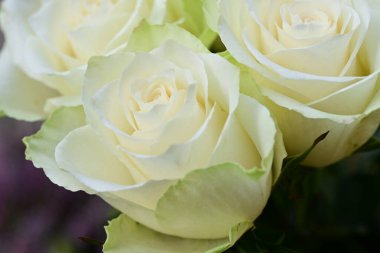 güzel bir buket gül, yakın çekim