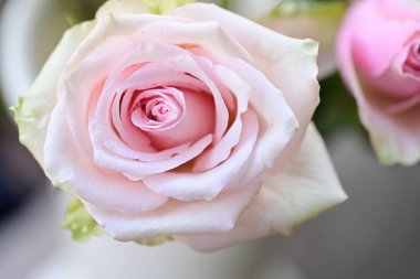 beyaz arka plan üzerinde pembe gül yakın