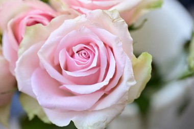 Güzel pembe güller, yakın çekim