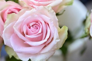 Güzel pembe güller, yakın çekim