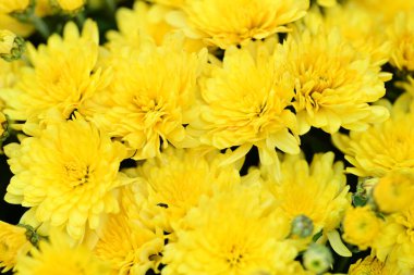 güzel parlak Çiçekler, yakın