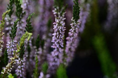 Lavanta çiçekleri kapanıyor