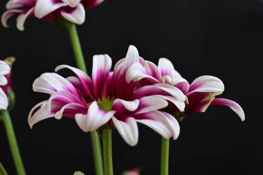 güzel parlak Çiçekler, yakın