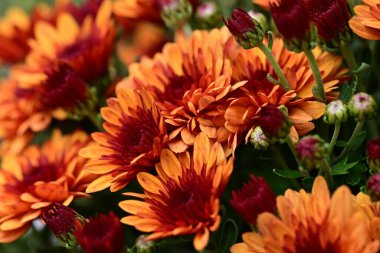 güzel parlak Çiçekler, yakın