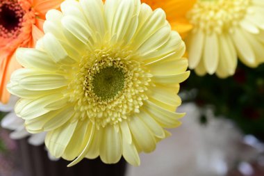 güzel parlak Çiçekler, yakın