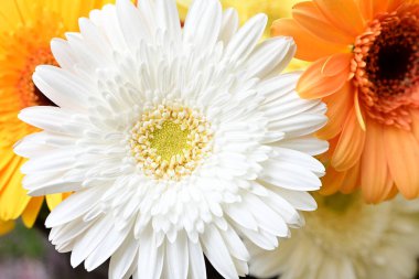 güzel parlak Çiçekler, yakın