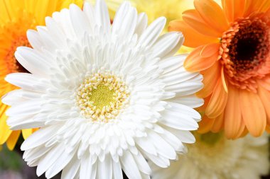 güzel parlak Çiçekler, yakın