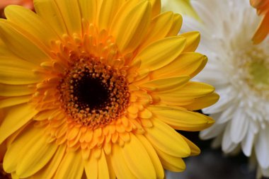 güzel parlak Çiçekler, yakın