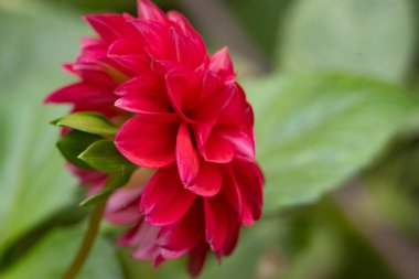 Bahçedeki kırmızı çiçek