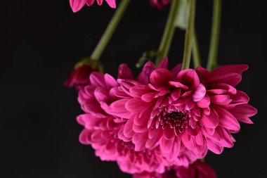 Güzel kasımpatı çiçekleri, yaklaşın