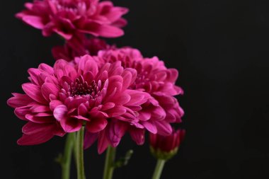 Güzel kasımpatı çiçekleri, yaklaşın