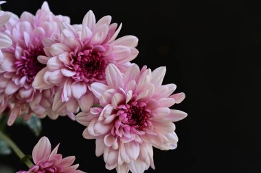 Güzel kasımpatı çiçekleri, yaklaşın