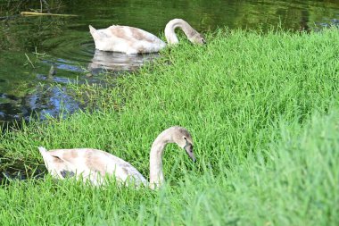Gölde güzel kuğular, doğa