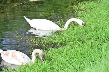 Gölde güzel kuğular, doğa