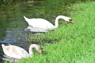 Gölde güzel kuğular, doğa