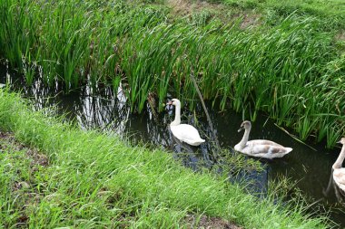 Gölde güzel kuğular, doğa ve hayvan konsepti