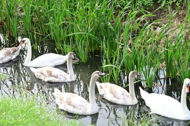 Gölde güzel kuğular, doğa ve hayvan konsepti