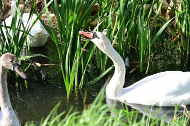 Gölde güzel kuğular, doğa ve hayvan konsepti