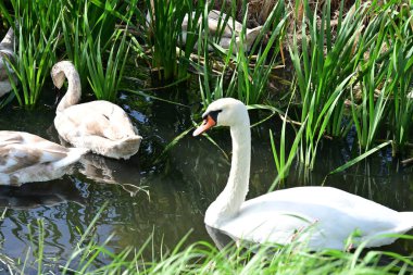 Gölde güzel kuğular, doğa ve hayvan konsepti