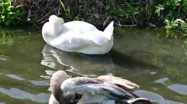 Gölde güzel kuğular
