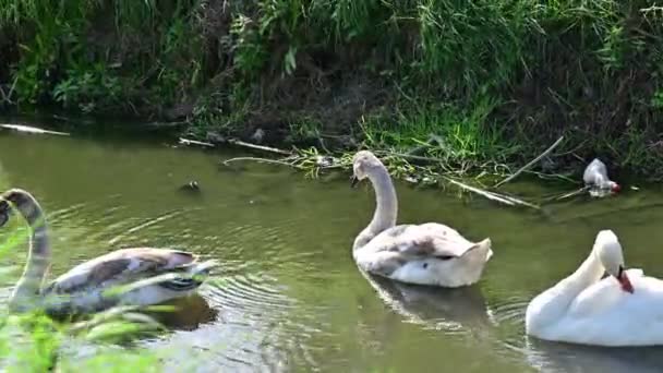 Beautiful Swans Lake — Stock Video