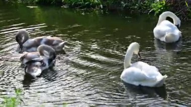 Gölde güzel kuğular