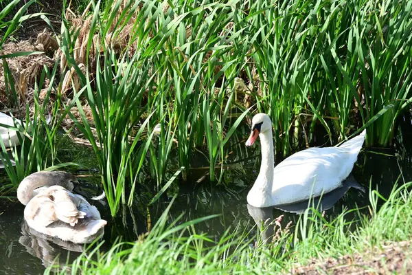 stock image beautiful swans on the lake, nature and fauna concept