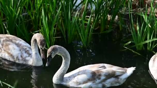 Красиві Лебеді Озері — стокове відео