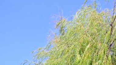 Ormanda yeşil ağaçlar. Doğa ve çevre kavramı