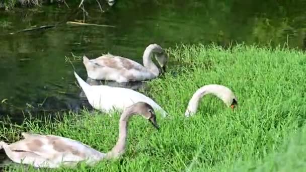 Hermosos Cisnes Lago — Vídeo de stock