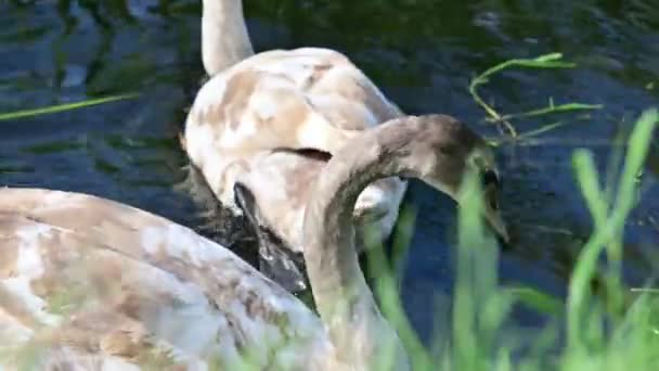 湖上美丽的天鹅 — 图库视频影像