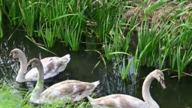 Gölde güzel kuğular