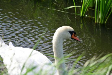 Gölde güzel bir kuğu, bitki ve hayvan