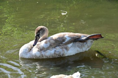 Gölde güzel bir kuğu, bitki ve hayvan