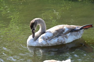 Gölde güzel bir kuğu, bitki ve hayvan