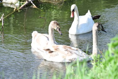 Gölde güzel kuğular, doğa ve hayvan konsepti