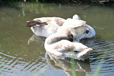 Gölde güzel kuğular, doğa ve hayvan konsepti