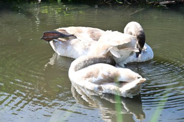 Gölde güzel kuğular, doğa ve hayvan konsepti