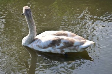 Gölde güzel bir kuğu, bitki ve hayvan