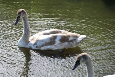 Gölde güzel kuğular, doğa ve hayvan konsepti