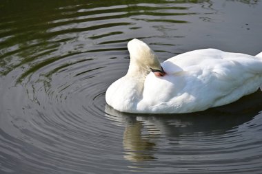 Gölde güzel bir kuğu, bitki ve hayvan