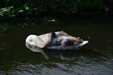 Gölde güzel bir kuğu, bitki ve hayvan
