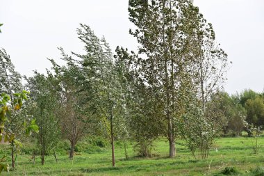 Parktaki güzel ağaçlar