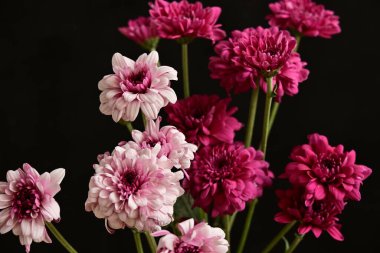 Güzel kasımpatılar, çiçekler, yakın görüş.