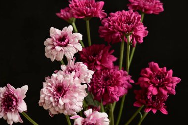 Güzel kasımpatılar, çiçekler, yakın görüş.