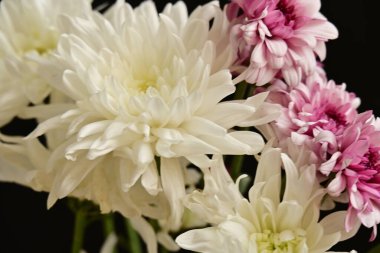 Güzel kasımpatılar, çiçekler, yakın görüş.