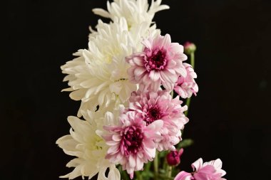 Güzel kasımpatılar, çiçekler, yakın görüş.