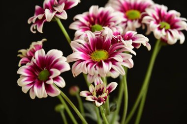 Güzel kasımpatılar, çiçekler, yakın görüş.